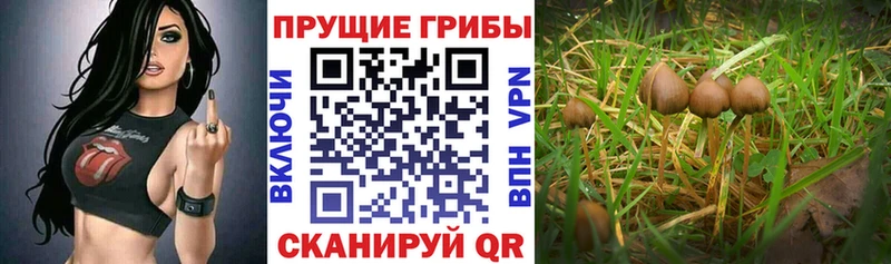 Псилоцибиновые грибы Psilocybine cubensis  продажа наркотиков  Западная Двина 